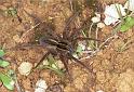 Dolomedes_minor_F2408_Z_87_HW 43 _Nieuw-Zeeland